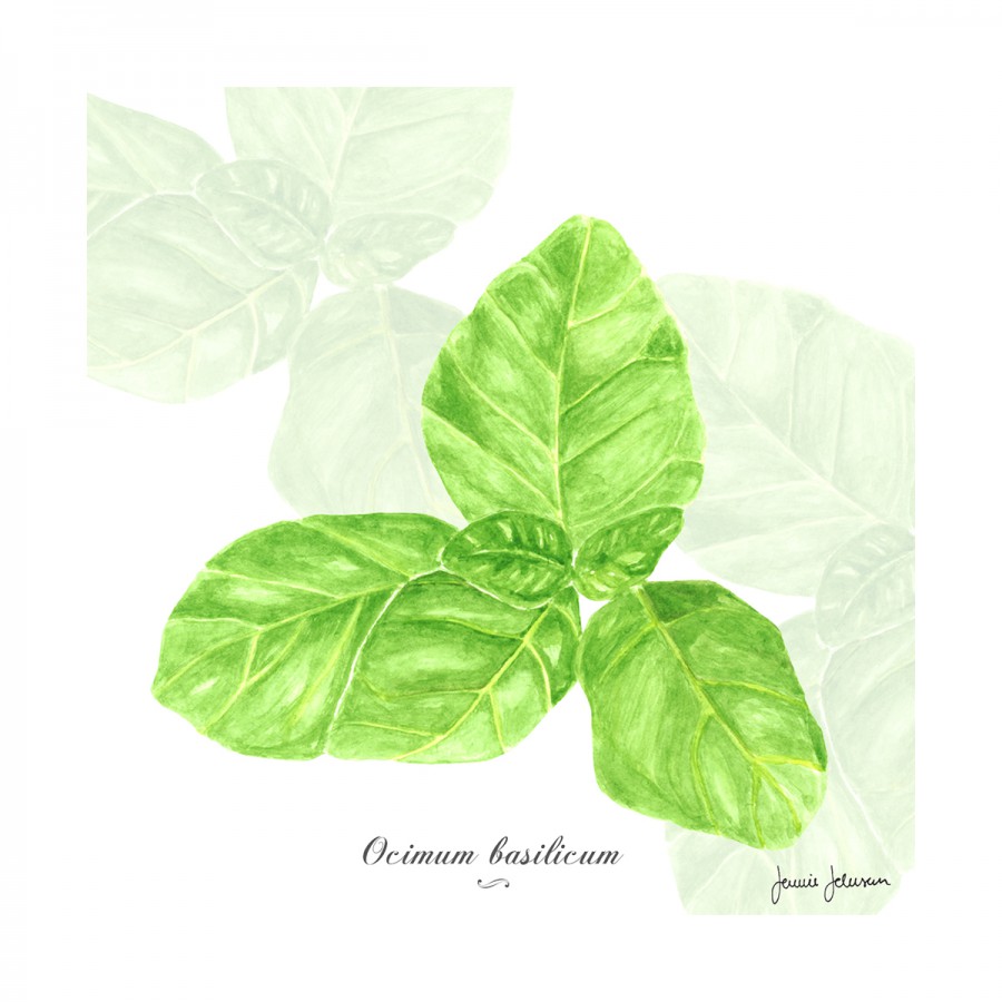 Servilletas 33 x 33 cm Basilicum