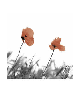 Servilletas 33 x 33 cm Two Poppies