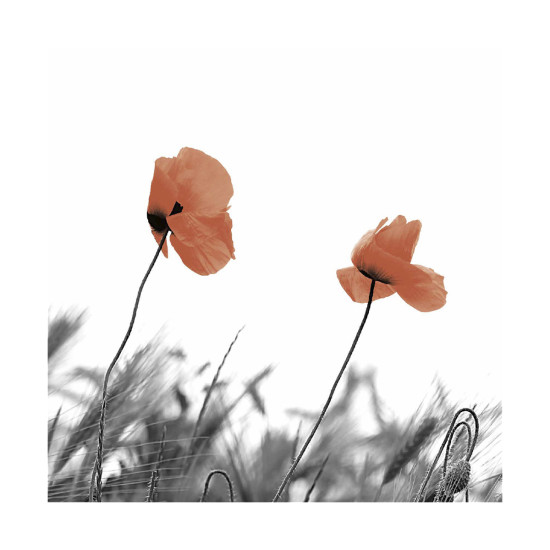 Servilletas 33 x 33 cm Two Poppies