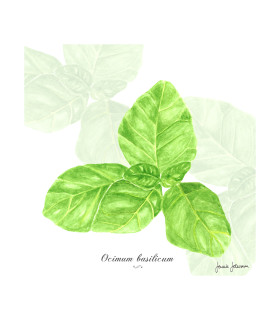 Servilletas 33 x 33 cm Basilicum