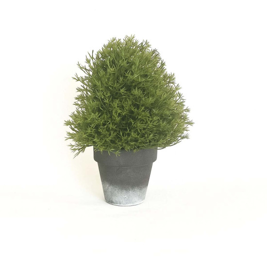 Topiario en Maceta 22 cm Alparamis