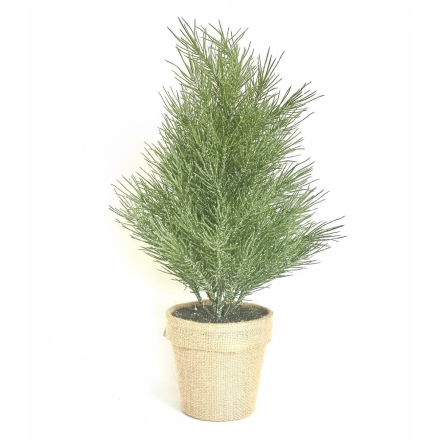 Pino Verde en Maceta 50 cm Alparamis