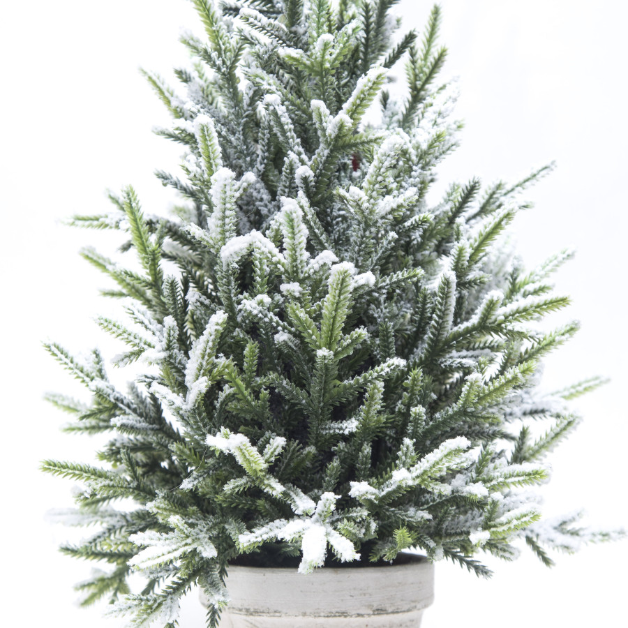 Pino Nevado en Maceta 40 cm Alparamis