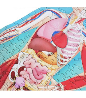 Libro Más Rompecabezas Ovalado El Cuerpo Humano