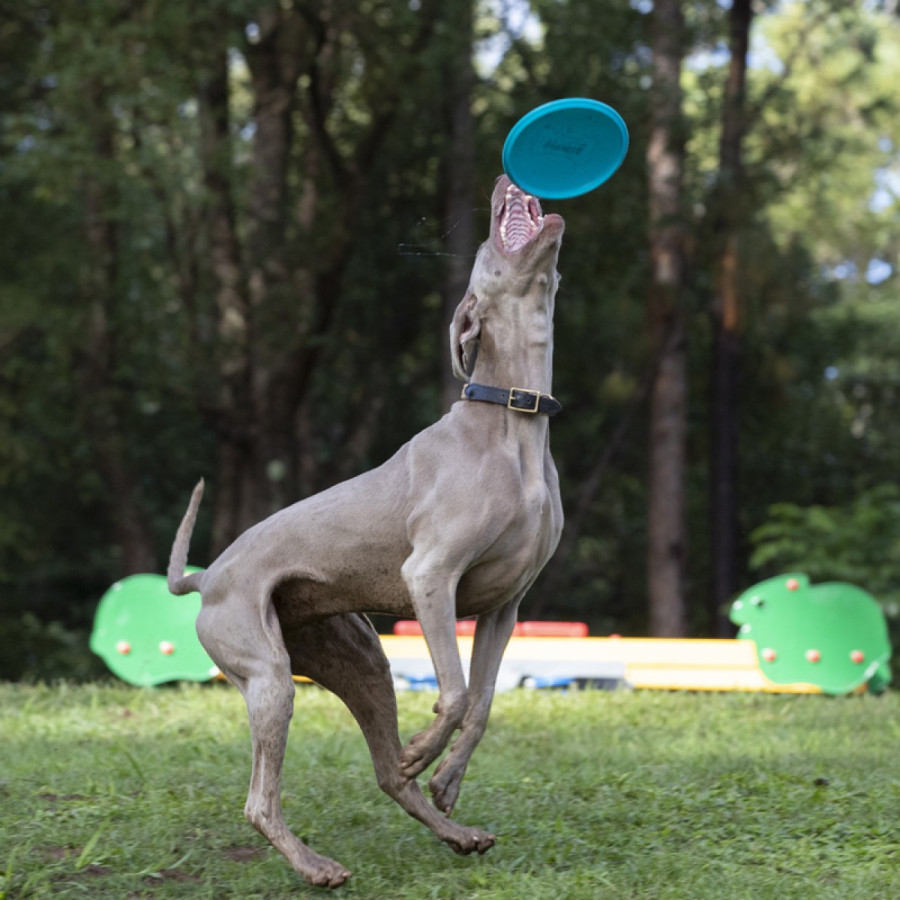 Frisbee para Perros Jetwag Waboba